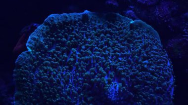 Parlak mercan yapıları okyanusta mavi ışığın altında parlar. Geceleri mercanların arasında çeşitli deniz yaşamları görülebilir. Su altı görüntüsü resifin çeşitliliğini gösteriyor.