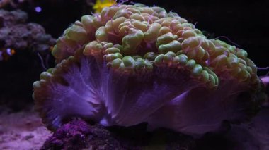 Geceleri akvaryumda bir mercan oluşumu görülür. Balıklar mercanın yanında yüzer. Renkler parlak. Su mercanların etrafında yavaşça parlar..