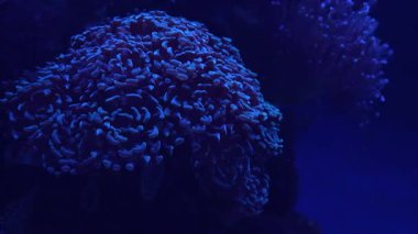 Parlak mercan resifi geceleri okyanusta görülebilir. Sualtı ışığı, çeşitli şekillerde ve renkte mercanların açıkça sergilendiği canlı bir sahne yaratır..