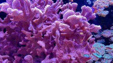 Palyaço balıkları büyük bir akvaryumda canlı mercanların etrafında yüzerler. Mercanlar farklı şekiller ve renkler göstererek, canlı bir ortam yaratıyorlar. İzleyiciler deniz yaşamını yakından anlayabilirler..