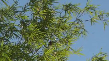 Canlı yeşil bambu yaprakları güneş ışığının tadını çıkarıyor. Sakin bir atmosfer yaratıyor.