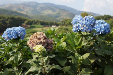 Canlı mavi ortanca çiçekleri, narin güzelliklerini sergiliyorlar.