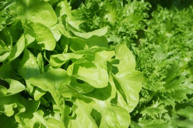 Bahçede yetişen taze ve canlı yeşil marul sağlıklı beslenmenin özünü yakalıyor.
