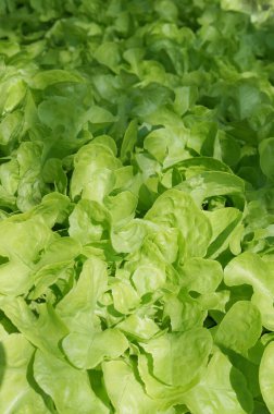 Bahçede yetişen taze ve canlı yeşil marul sağlıklı beslenmenin özünü yakalıyor.