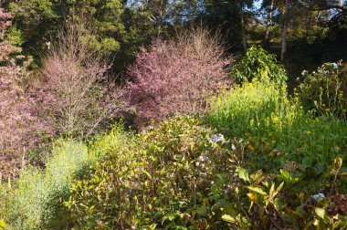 Bann Pang Khon, Chiangrai, Tayland 'da kiraz ağacından ve yeşil bitkiden oluşan canlı bir bahar çiçeği. Doğanın rengarenk bir güzelliği