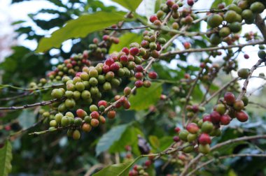 Canlı yeşil ve kırmızı fasulyeli kahve çekirdeği bitkisi. Kahve çekirdekleri bir kahve ağacında yetişiyor..