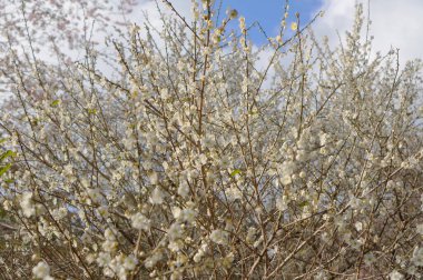 Mavi bir gökyüzünün arka planına kurulmuş, ağaçtaki beyaz çiçeklerin çarpıcı görüntüsü. Narin çiçekler manzaraya biraz zarafet katar ve görsel olarak hoş bir kontrastlık yaratır.