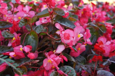 Pembe renkli canlı çiçeklerle dolu renkli bir çiçek tarlası güzellik hissi veriyor.