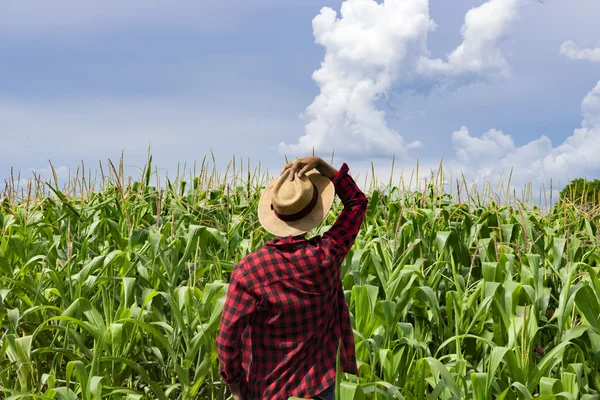 옥수수 농장 필드를 보고 하는 모자와 농부 — 스톡 사진