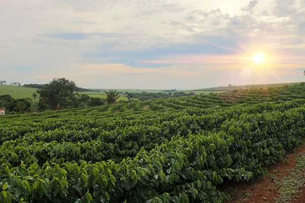 Plantación - Puesta de sol en el paisaje de la plantación de café — Foto de Stock