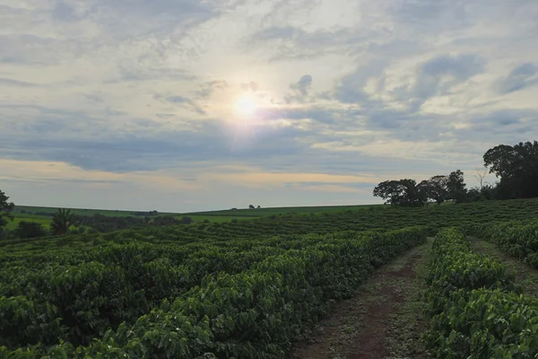 Plantación - Puesta de sol en el paisaje de la plantación de café — Foto de Stock