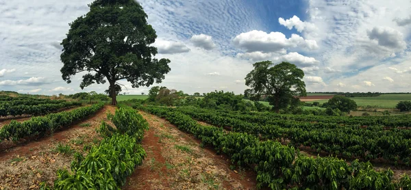 Plantación - Puesta de sol en el paisaje de la plantación de café — Foto de Stock