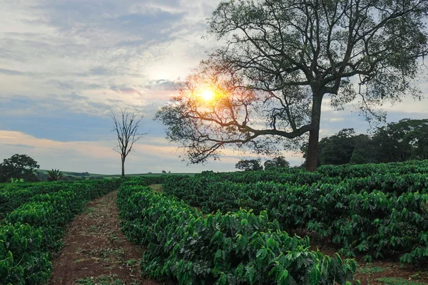 Plantation - Sundown on the coffee plantation landscape