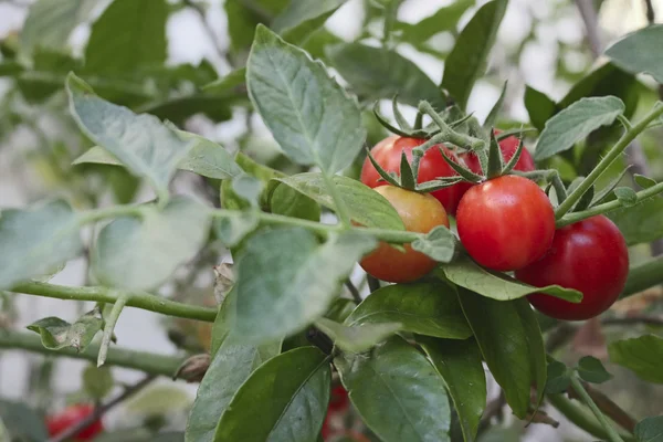 Tomate - Bund von leckeren Kirschtomaten in einem Gewächshaus für die Hintergrundnutzung, selektiver Fokus — Stockfoto