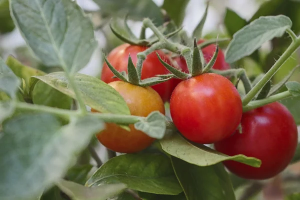 Tomato - Bunch of growing tasty cherry tomatoes in a greenhouse for background use, selective focus