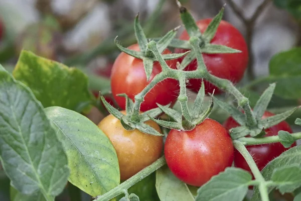 Tomate - Bund von leckeren Kirschtomaten in einem Gewächshaus für die Hintergrundnutzung, selektiver Fokus — Stockfoto