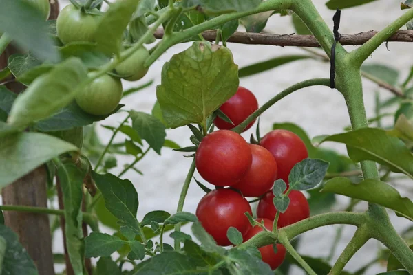 Помидоры - гроздь вкусных вишневых помидоров в теплице для фонового использования, выборочный фокус — стоковое фото