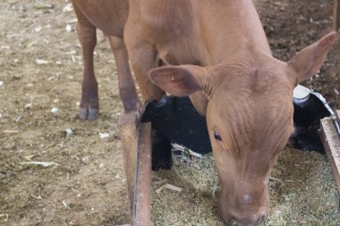 Grupta doğumdan üzerinde yemek sığır