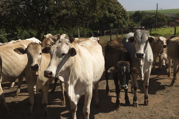 Skot - skupina krav na farmě, koncepce obrazu — Stock fotografie