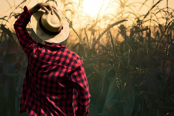 夕阳西下的农民 头戴帽子 望着玉米地 — 图库照片