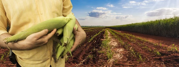 Kukoricát Tartó Földműves Középszakasz Gazdaságban Naplementekor — Stock Fotó