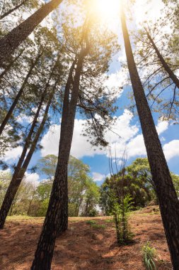 Ribeirao Preto 'nun ünlü küçük parkı Pico da Unaerp. Bisiklet yolu ve sağlıklı yaşam konsepti görüntüsü.