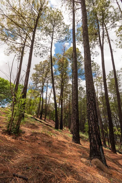 Kleiner Berühmter Park Von Ribeirao Preto Genannt Pico Unaerp Radweg — Stockfoto