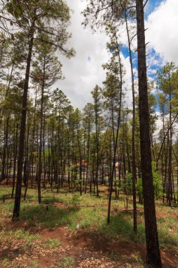 Ribeirao Preto 'nun ünlü küçük parkı Pico da Unaerp. Bisiklet yolu ve sağlıklı yaşam konsepti görüntüsü.
