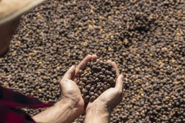 Çiftçi elinde kuru kahve çekirdeği, arka planda kavrulmuş kahve çekirdeği tutuyor.