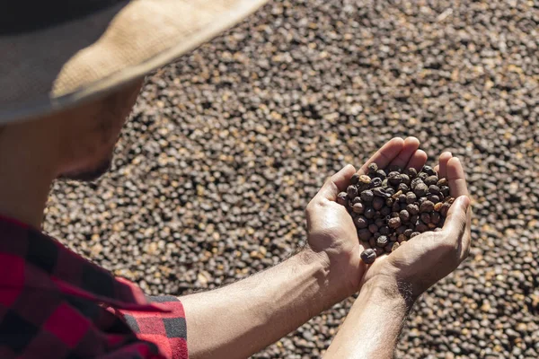 Farmer holding dried coffee bean at a farm, roasted coffee bean in the background