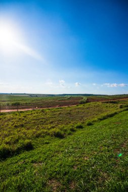 Güneşli bir günde mavi gökyüzü olan şeker kamışı çiftliğinin güzel kırsal çiftliği