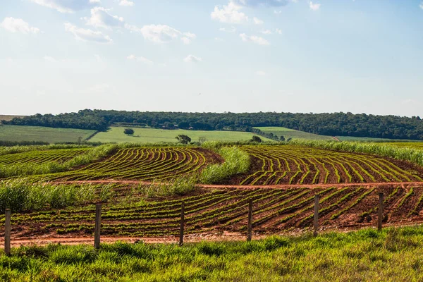 Vacker Lantlig Plantering Sockerrör Gård Med Blå Himmel Solig Dag — Stockfoto