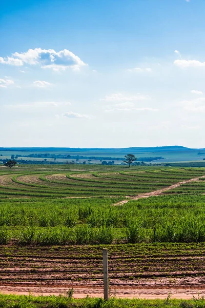 Hermosa Plantación Rural Caña Azúcar Con Cielo Azul Día Soleado —  Fotos de Stock