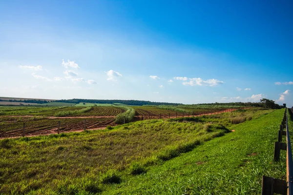 Hermosa Plantación Rural Caña Azúcar Con Cielo Azul Día Soleado —  Fotos de Stock