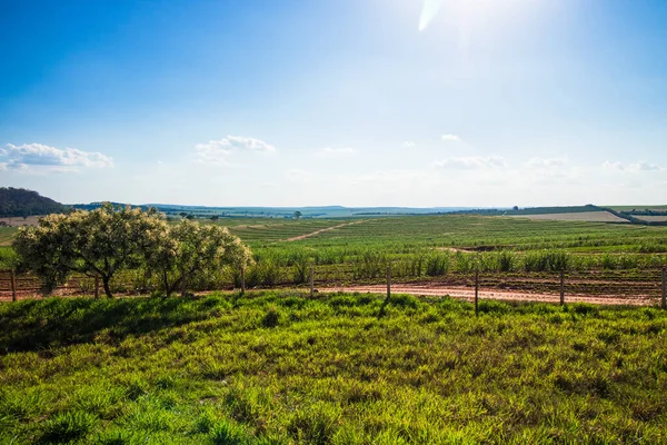 Krásná Venkovská Plantáž Cukrové Třtiny Farma Modrou Oblohou Slunečný Den — Stock fotografie