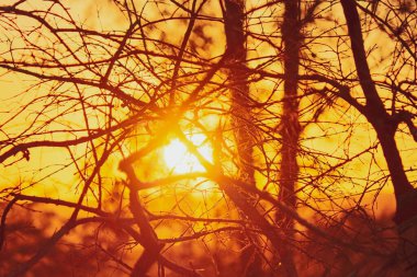 Çiftlikteki dalların arasından güneş. Gün batımının kırsal kesiminin görüntüsünü kavra.