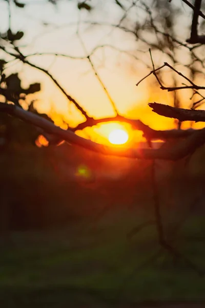 Sol Através Dos Ramos Fazenda Imagem Conceitual Pôr Sol Campo — Fotografia de Stock