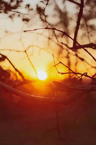 農場の枝を通して太陽 夕日の田園風景のコンセプトイメージ — ストック写真