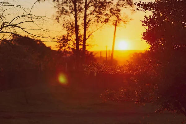 Sol Através Dos Ramos Fazenda Imagem Conceitual Pôr Sol Campo — Fotografia de Stock