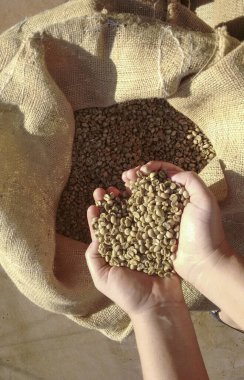 Brezilya 'da kuru ve kabuklu kahve çekirdeği tutan bir çiftçi.