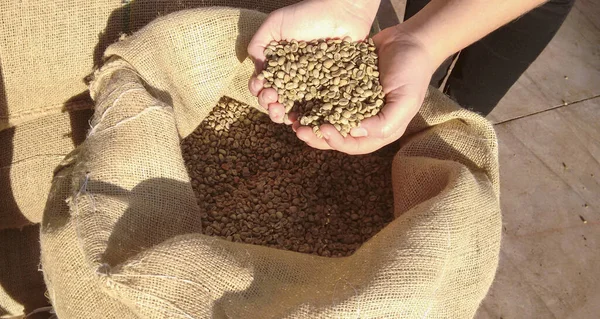 Farmer Holding Dry Shelled Coffee Beans Brazil — Stock Photo, Image
