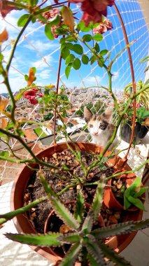 Çiçekli balkon dairesindeki yavru kedi mavi güneşli bir günde çiçeklerin yanında..