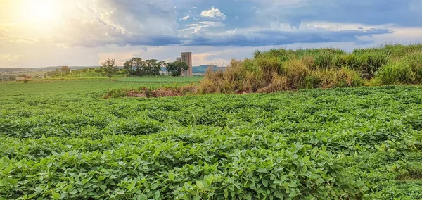 Farma Sojové Plantáže Při Západu Slunce Panorama Město Pozadí — Stock fotografie