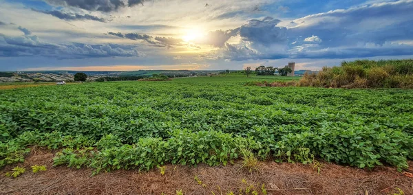 Farma Sojové Plantáže Při Západu Slunce Panorama Město Pozadí — Stock fotografie