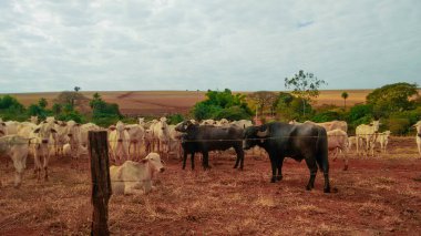 Çiftlik arazilerinde bir grup inek - otlaklarda çeşitli inek türleri