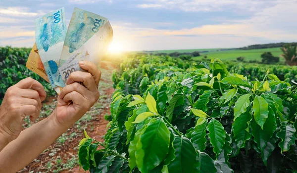 Holding Brazilian money on the coffee farm plantation field at sunset
