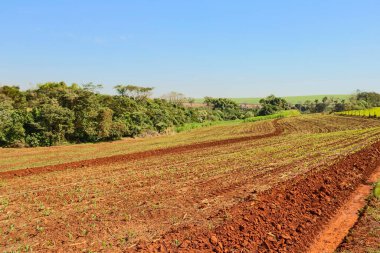 Güneşli bir günde tarla kahvesi çiftliği 
