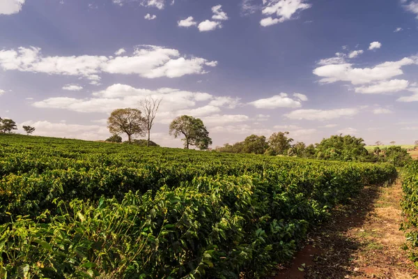 Finca Plantación Café Día Soleado — Foto de Stock