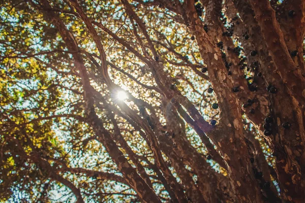 Baum Voller Brasilianischer Jaboticaba Früchte Einem Sonnigen Tag — Stockfoto