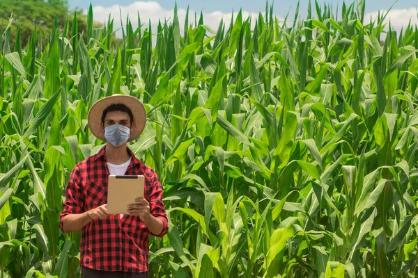 Pandémiás Maszkot Viselő Földműves Kukoricaültetvényen Dolgozó Földműves — Stock Fotó